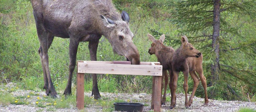 Denali Touch Of Wilderness B&B Healy Exterior foto