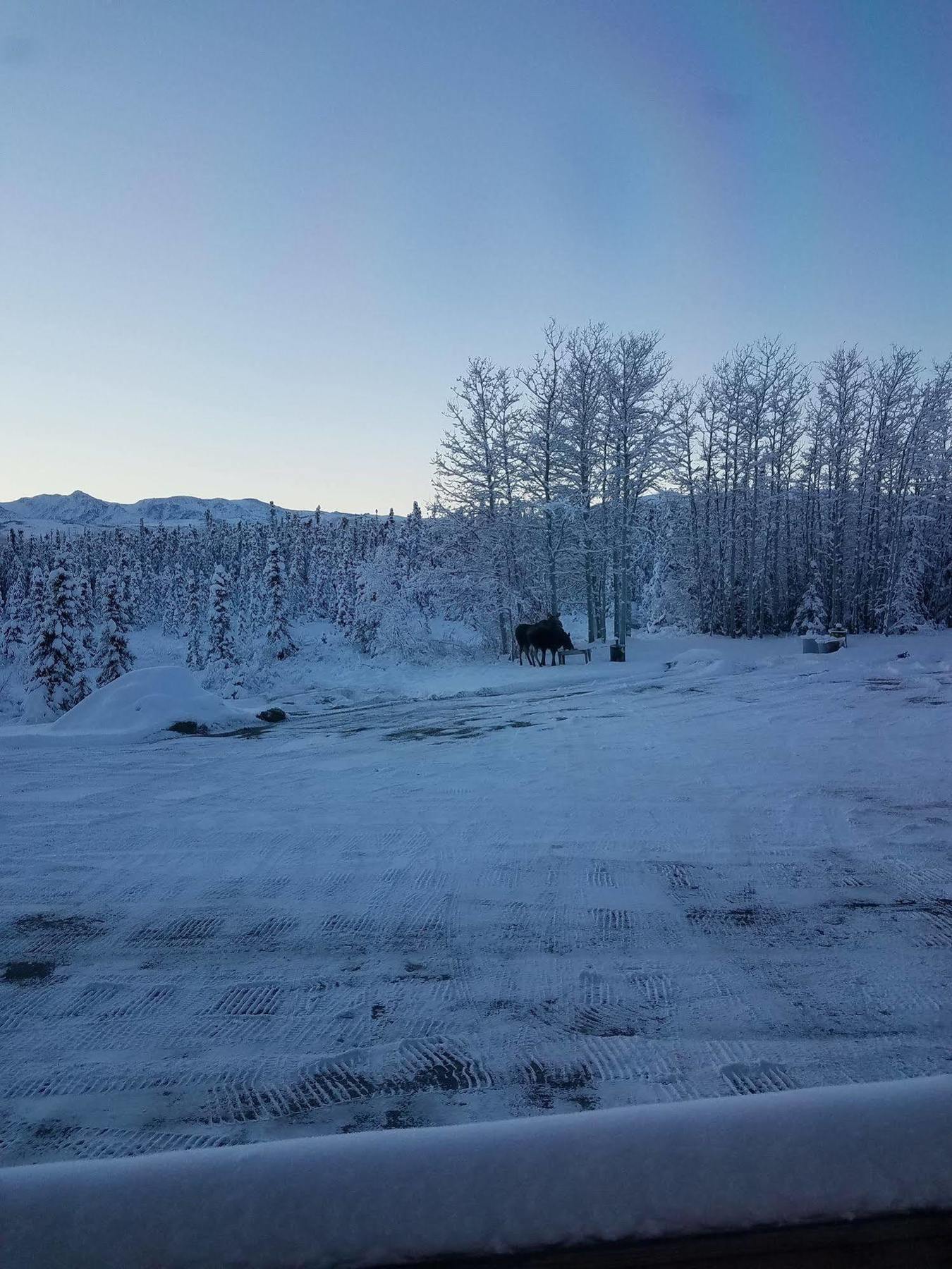 Denali Touch Of Wilderness B&B Healy Exterior foto